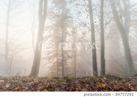 Autumn morning mist in a mountain forest. Alsace, Vosges, France, Europe. Autumn morning mist in a mountain forest. Alsace, Vosges, France, Europe. 84757291