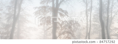 Autumn morning mist in a mountain forest. Panorama, panoramic, banner. Alsace, Vosges, France, Europe. Autumn morning mist in a mountain forest. Panorama, panoramic, banner. Alsace, Vosges, France, Europe. 84757292
