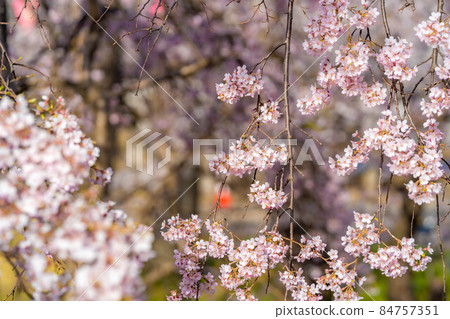 信州上田城的櫻花[長野縣] 84757351