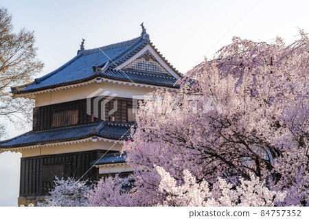 信州上田城的櫻花[長野縣] 84757352