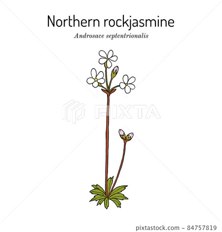 Northern rockjasmine Androsace septentrionalis , medicinal plant Northern rockjasmine Androsace septentrionalis , medicinal plant 84757819
