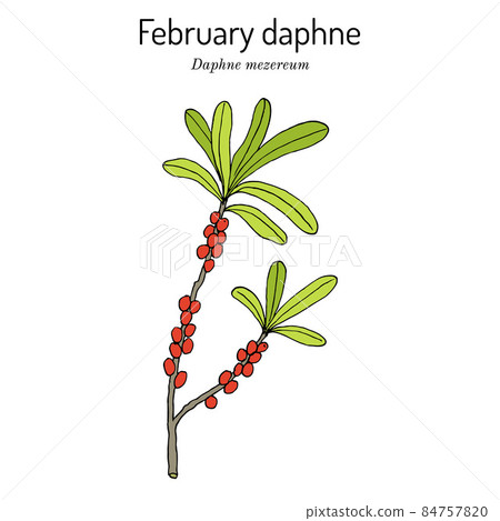February daphne or spurge olive Daphne mezereum , poisonous and ornamental plant 84757820