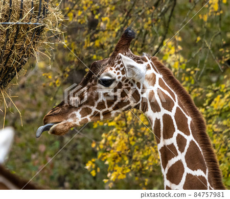 The giraffe, Giraffa camelopardalis is an African mammal The giraffe, Giraffa camelopardalis is an African mammal 84757981