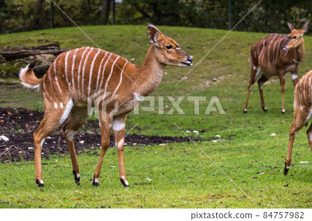 Baby Nyala Antelope - Tragelaphus angasii. Wild life animal. Baby Nyala Antelope - Tragelaphus angasii. Wild life animal. 84757982