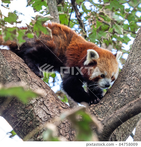 The red panda, Ailurus fulgens, also called the lesser panda. The red panda, Ailurus fulgens, also called the lesser panda. 84758009