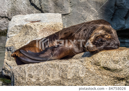 The South American sea lion, Otaria flavescens in the zoo The South American sea lion, Otaria flavescens in the zoo 84758026