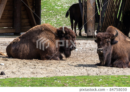American buffalo known as bison, Bos bison in the zoo American buffalo known as bison, Bos bison in the zoo 84758030