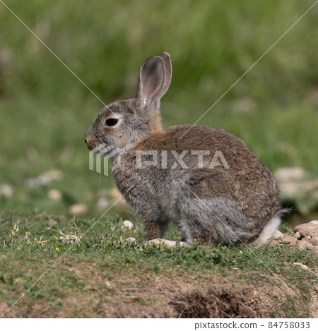 European rabbit, Common rabbit, Oryctolagus cuniculus sitting on a meadow at Munich 84758033