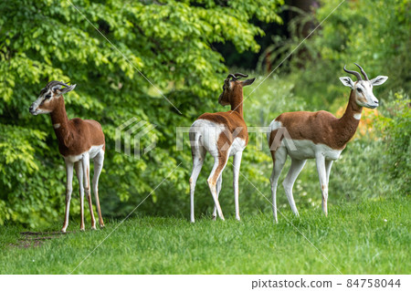 Dama gazelle, Gazella dama mhorr or mhorr gazelle is a species of gazelle 84758044