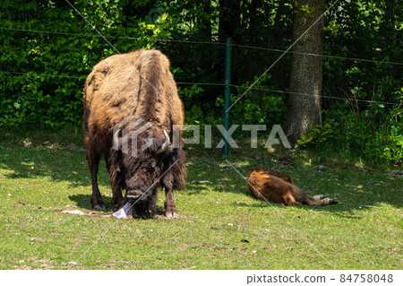 American buffalo known as bison, Bos bison in the zoo American buffalo known as bison, Bos bison in the zoo 84758048