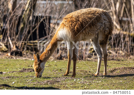 Vicunas, Vicugna Vicugna, relatives of the llama in a German park Vicunas, Vicugna Vicugna, relatives of the llama in a German park 84758051