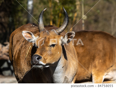 Banteng, Bos javanicus or Red Bull is a type of wild cattle. Banteng, Bos javanicus or Red Bull is a type of wild cattle. 84758055