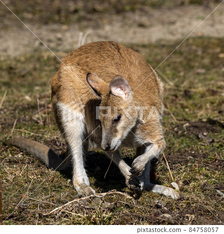 The agile wallaby, Macropus agilis also known as the sandy wallaby 84758057