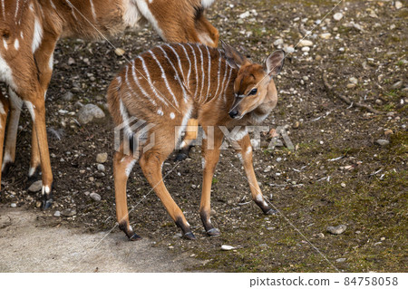 Nyala Antelope - Tragelaphus angasii. Wild life animal. 84758058