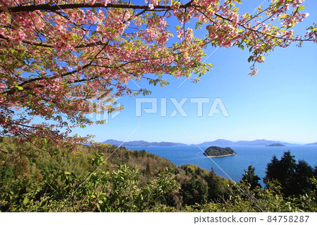 Heart Island and Kawazu Sakura Heart Island and Kawazu Sakura 84758287