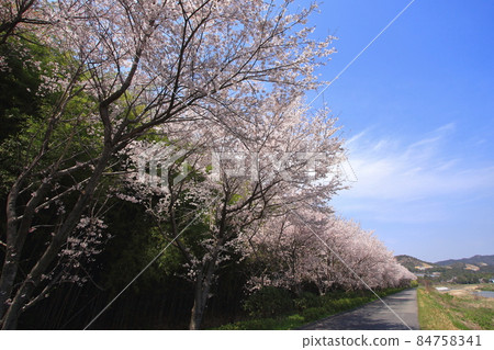 黑瀨川沿岸的一排櫻花樹 84758341