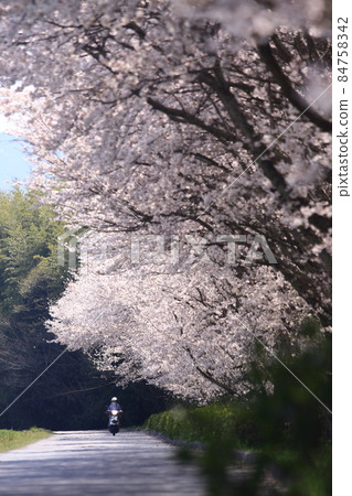 黑瀨川沿岸的一排櫻花樹 84758342