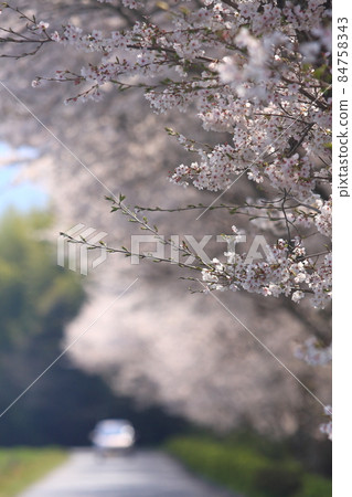 黑瀨川沿岸的一排櫻花樹 84758343