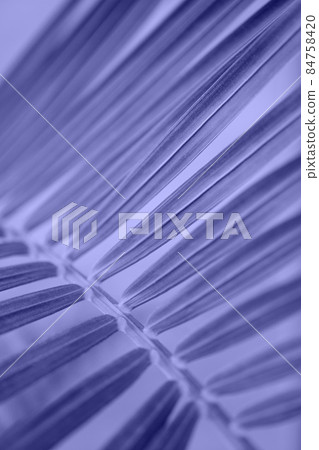 Tropical palm leaves on violet and white background with hard shadows from palm leaves. minimal summer background concept. Toned in color of the year 2022, very peri. Tropical palm leaves on violet and white background with hard shadows from palm leaves. minimal summer background concept. Toned in color of the year 2022, very peri. 84758420