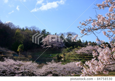 200-year-old (estimated) large cherry blossoms 84758530