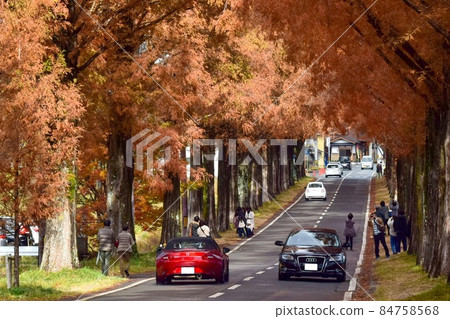 [滋賀/高島]牧野高原，水杉林蔭道的紅葉 84758568