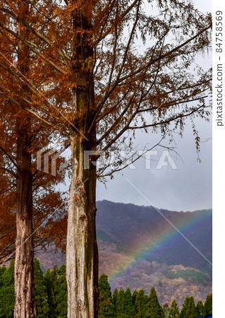 [滋賀/高島]牧野高原和水杉林蔭道上的紅葉和彩虹 84758569