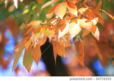 鋸齒櫟秋葉 鋸齒櫟秋葉 84758593