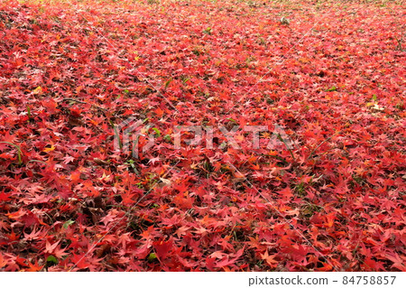 滿地飄落的秋葉鮮紅的葉子 滿地飄落的秋葉鮮紅的葉子 84758857