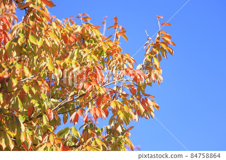 閃耀在藍天的櫟屬serrata五顏六色的秋葉 84758864
