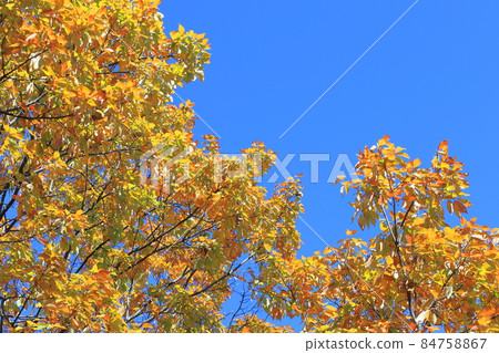 Colorful autumn leaves of quercus serrata that shine in the blue sky Colorful autumn leaves of quercus serrata that shine in the blue sky 84758867
