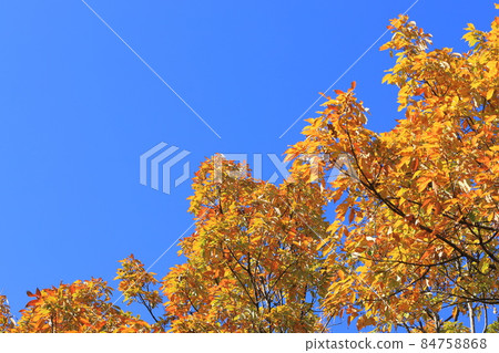 Colorful autumn leaves of quercus serrata that shine in the blue sky Colorful autumn leaves of quercus serrata that shine in the blue sky 84758868