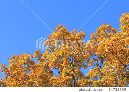 Colorful autumn leaves of quercus serrata that shine in the blue sky Colorful autumn leaves of quercus serrata that shine in the blue sky 84758869