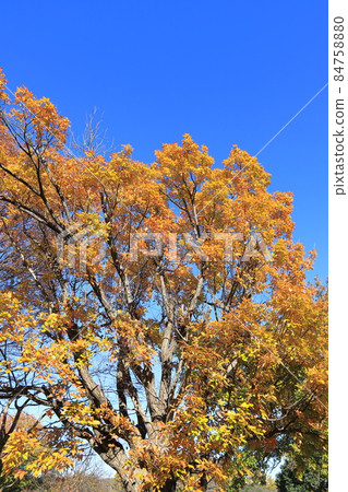Colorful autumn leaves of quercus serrata that shine in the blue sky Colorful autumn leaves of quercus serrata that shine in the blue sky 84758880