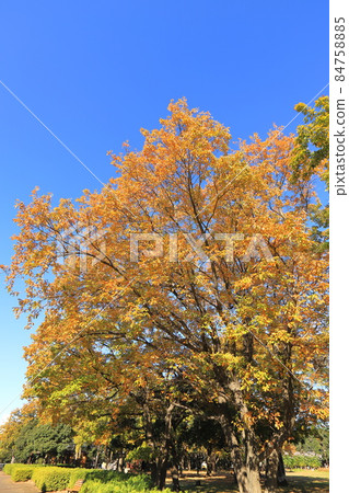 Colorful autumn leaves of quercus serrata that shine in the blue sky 84758885