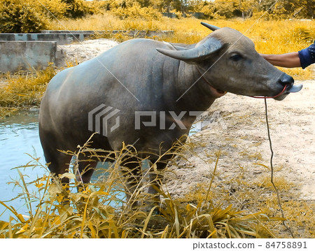 Thai bull with swamp background Thai bull with swamp background 84758891