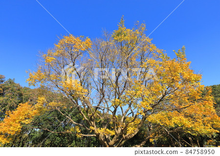 Large tree of celtis sinensis and autumn leaves Large tree of celtis sinensis and autumn leaves 84758950