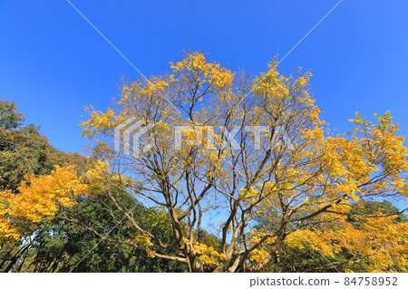 celtis sinensis 和秋葉大樹 celtis sinensis 和秋葉大樹 84758952