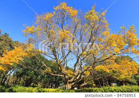 celtis sinensis 和秋葉大樹 celtis sinensis 和秋葉大樹 84758953