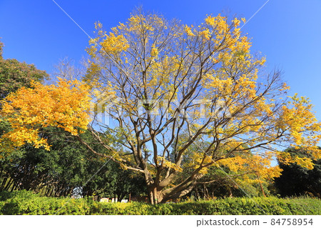 celtis sinensis 和秋葉大樹 84758954