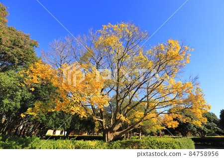 celtis sinensis 和秋葉大樹 84758956
