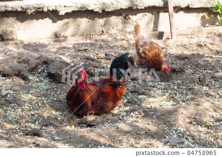 Large red brown rests and brown hen pecks in the yard, noisy background. Portrait of cock, closeup. Large red brown rests and brown hen pecks in the yard, noisy background. Portrait of cock, closeup. 84758965