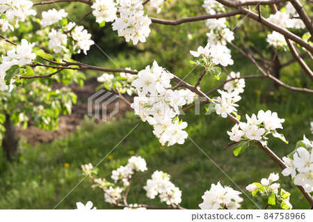 Blooming apple tree, white flowers a lot. Spring garden Blooming apple tree, white flowers a lot. Spring garden 84758966