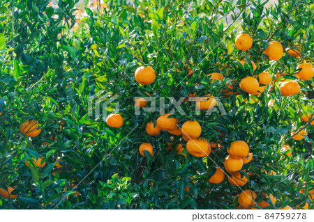 Mandarin orange field Ponkan Mandarin orange field Ponkan 84759278