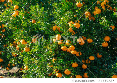 橘園椪柑 84759287