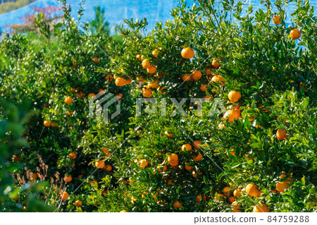 橘園椪柑 84759288