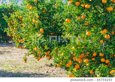 Mandarin orange field Ponkan 84759293