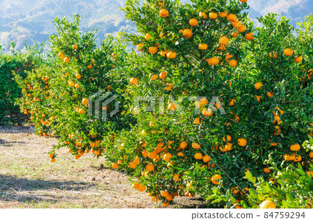 橘園椪柑 84759294