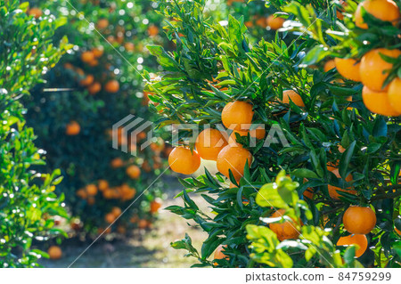 橘園椪柑 84759299