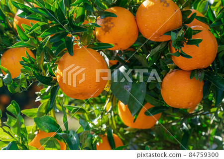 橘園椪柑 84759300