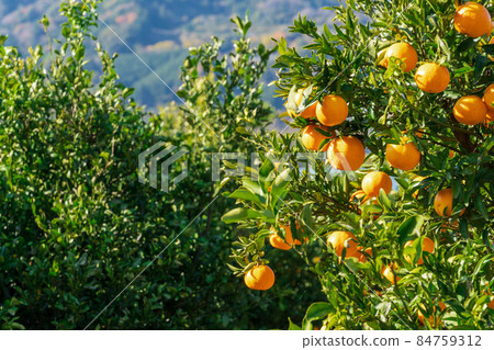 橘園椪柑 84759312